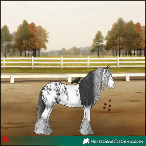 Horse Color:White Spotted Black Splash Near Leopard
