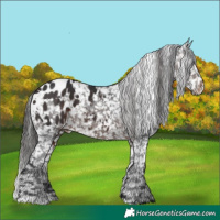 Horse Color:White Spotted Brown Appaloosa 