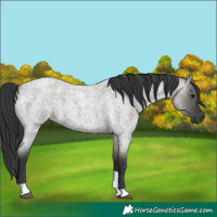 Horse Color:Grullo Roan Tobiano 