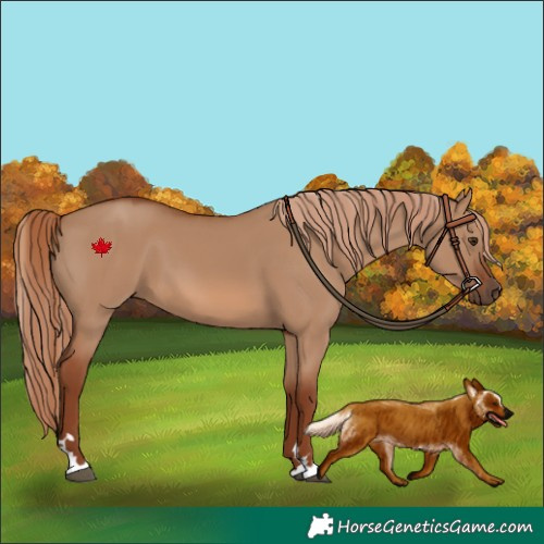 Horse Color:Red Dun 