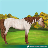 Horse Color:Red Dun Roan 