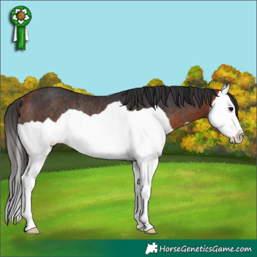 Horse Color:Bay Splash Rabicano 