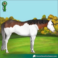 Horse Color:Bay Splash Rabicano 