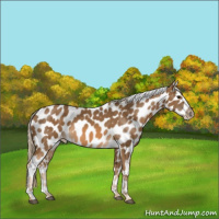 Horse Color:Chocolate Palomino Appaloosa 