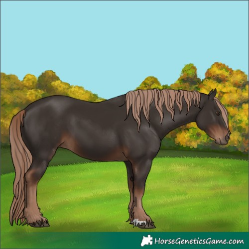 Horse Color:Liver Chestnut 
