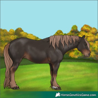 Horse Color:Liver Chestnut 