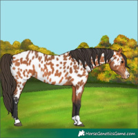 Horse Color:Bay Appaloosa 