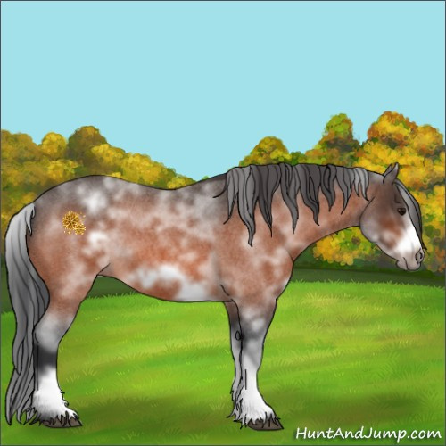 Horse Color:White Spotted Bay Roan Frame 