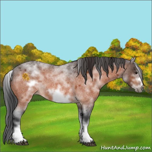 Horse Color:White Spotted Brown Roan Frame 