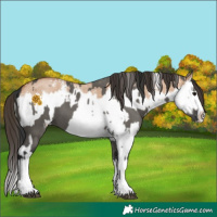 Horse Color:Grullo Sabino Splash  and Bay Dun Sabino Splash 