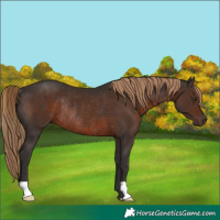 Horse Color:Liver Chestnut Rabicano 