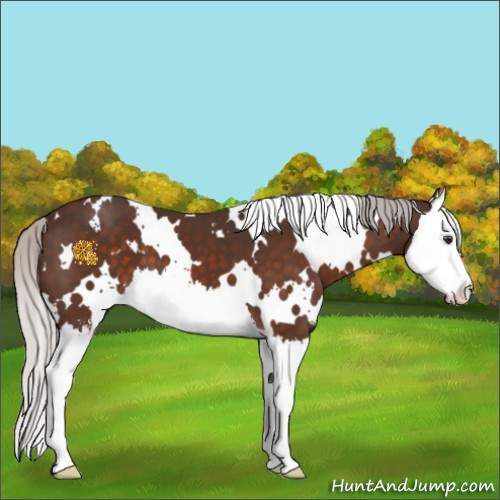 Horse Color:White Spotted Silver Brown Mushroom Sabino Splash 