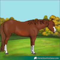 Horse Color:Chestnut 