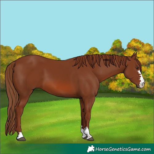 Horse Color:Chestnut 