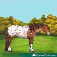 Horse Color:Chocolate Bay Tobiano Appaloosa 