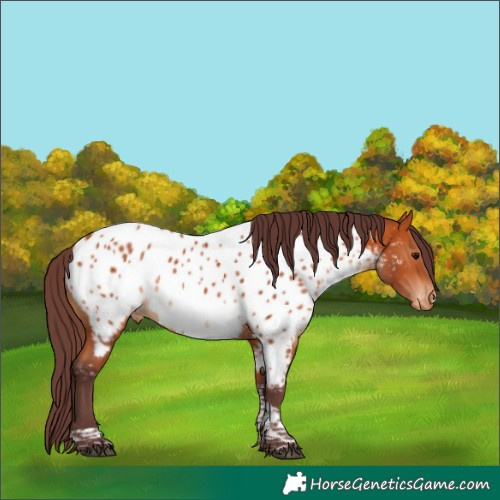 Horse Color:Chocolate Bay Tobiano Appaloosa Rabicano 