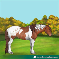 Horse Color:Chocolate Bay Tobiano Blanket Rabicano 