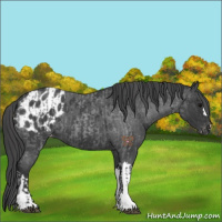 Horse Color:Blue Roan  and Blue Roan Appaloosa 