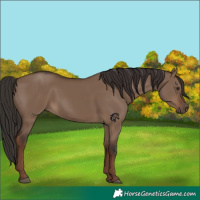 Horse Color:Liver Red Dun Rabicano 