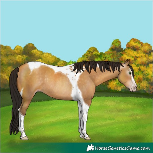 Horse Color:Gray Sable Cream Champagne Sabino Tobiano Rabicano 