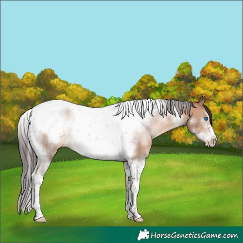 Horse Color:Sable Champagne Sabino Tobiano Frame Rabicano 