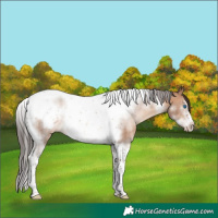 Horse Color:Sable Champagne Sabino Tobiano Frame Rabicano