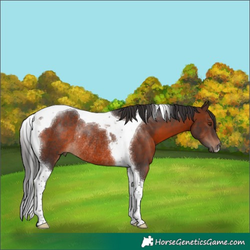 Horse Color:Brown Tobiano Rabicano 