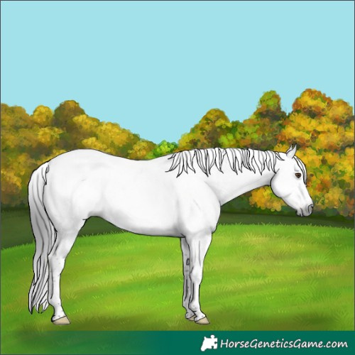 Horse Color:Gray Brown Sabino Tobiano Frame Rabicano