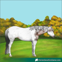 Horse Color:Gray Brown Sabino Tobiano Frame Rabicano 