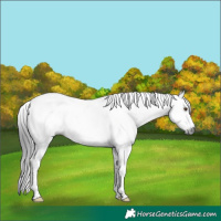Horse Color:Gray Brown Sabino Tobiano Frame Rabicano