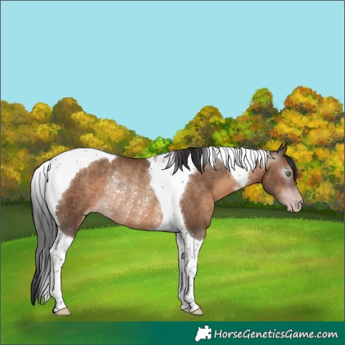Horse Color:Gray Sable Champagne Tobiano Rabicano 