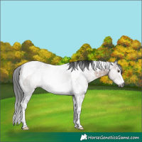 Horse Color:Gray Brown Sabino Tobiano Rabicano 