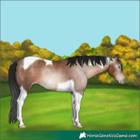 Horse Color:Gray Sable Champagne Tobiano Rabicano 