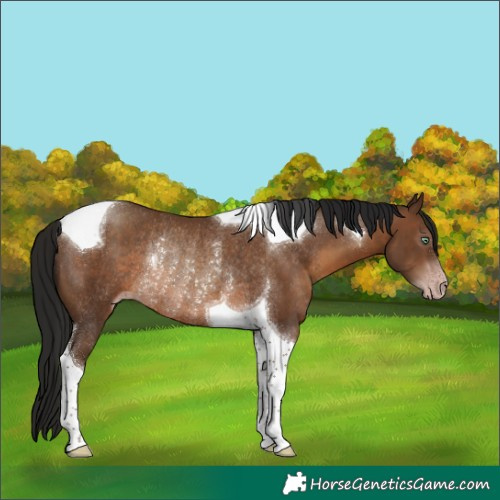 Horse Color:Gray Sable Champagne Tobiano Rabicano