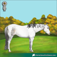 Horse Color:Buckskin Sabino Tobiano Rabicano