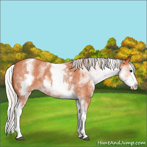 Horse Color:White Spotted Silver Bay Roan Splash 