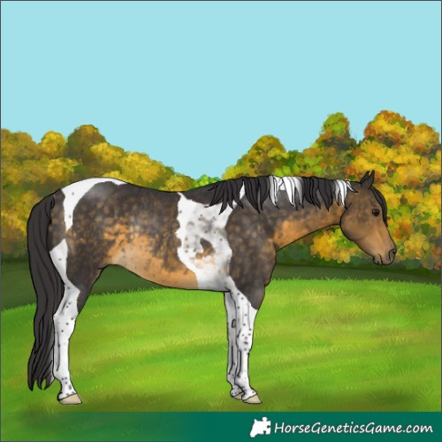 Horse Color:Buckskin Tobiano Rabicano 