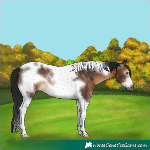 Horse Color:Gray Brown Tobiano Frame Rabicano 
