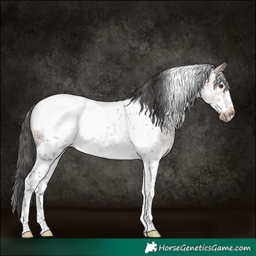 Horse Color:Brown Sabino Tobiano Frame Rabicano
