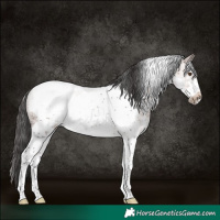 Horse Color:Brown Sabino Tobiano Frame Rabicano 