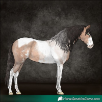 Horse Color:Sable Champagne Sabino Tobiano Rabicano 