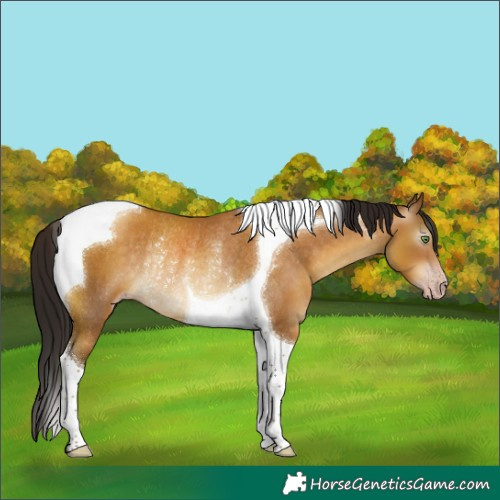 Horse Color:Gray Sable Cream Champagne Tobiano Rabicano