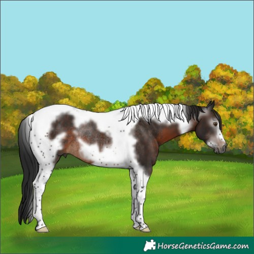 Horse Color:Gray Brown Tobiano Frame Rabicano
