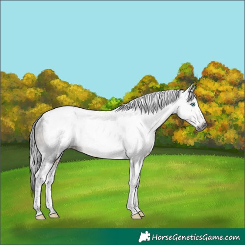 Horse Color:Gray Buckskin Tobiano Frame Rabicano