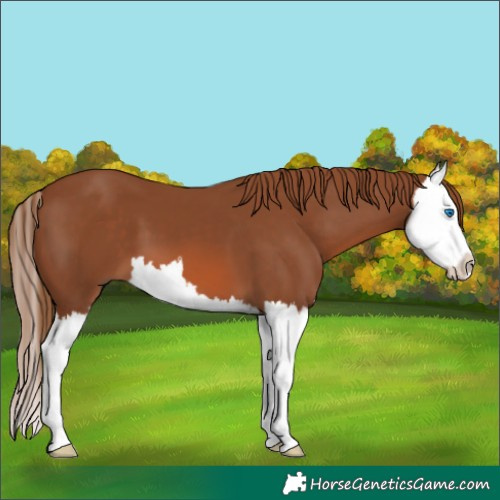 Horse Color:Chestnut Splash