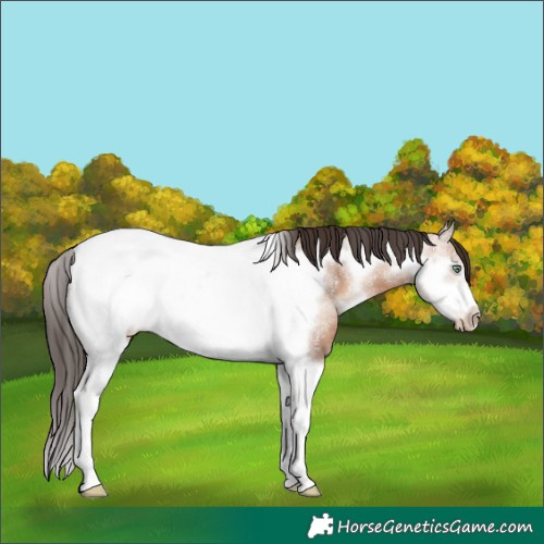Horse Color:Sable Champagne Sabino Tobiano Frame Rabicano 