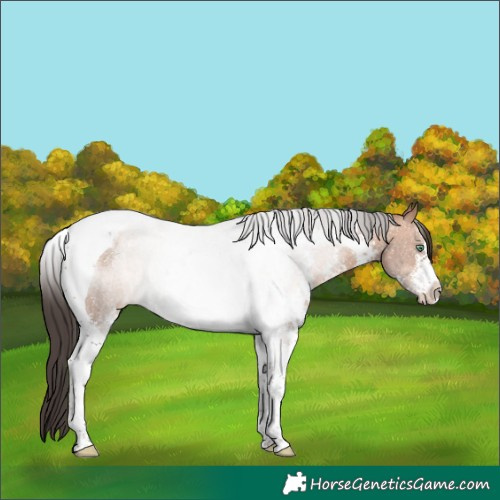 Horse Color:Sable Champagne Sabino Tobiano Rabicano 