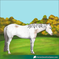 Horse Color:Sable Champagne Sabino Tobiano Frame Rabicano 