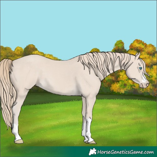 Horse Color:Smoky Creme