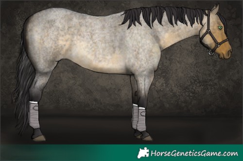 Horse Color:Buckskin Roan Dun 